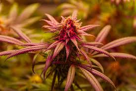 Exploring the Best Marijuana Seeds New York Has to Offer Exploring the Best Marijuana Seeds New York Has to Offer