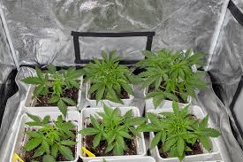 Exploring the Best Marijuana Seeds New York Has to Offer Exploring the Best Marijuana Seeds New York Has to Offer