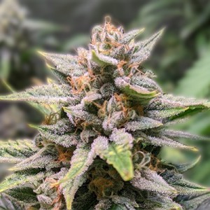 exploring-the-best-marijuana-seeds-new-york-has-to_3.jpg