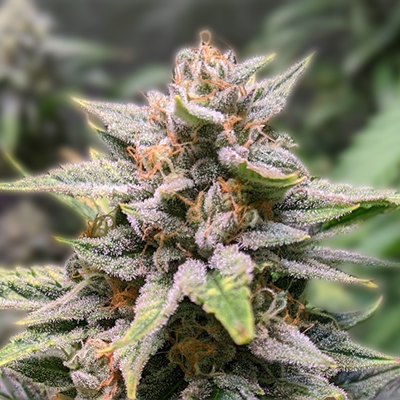 Exploring the Best Marijuana Seeds New York Has to Offer Exploring the Best Marijuana Seeds New York Has to Offer